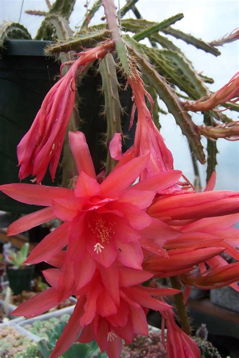 Oregon Cactus Blog Aporocactus Beauty