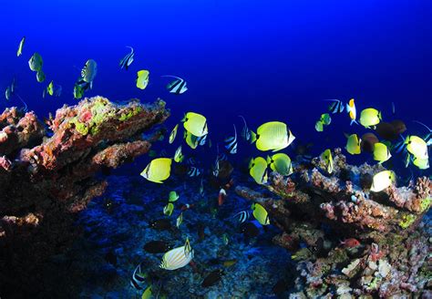 Hawaiis Dlnr Tightens Loopholes In Aquarium Fishing Ban Coral Magazine