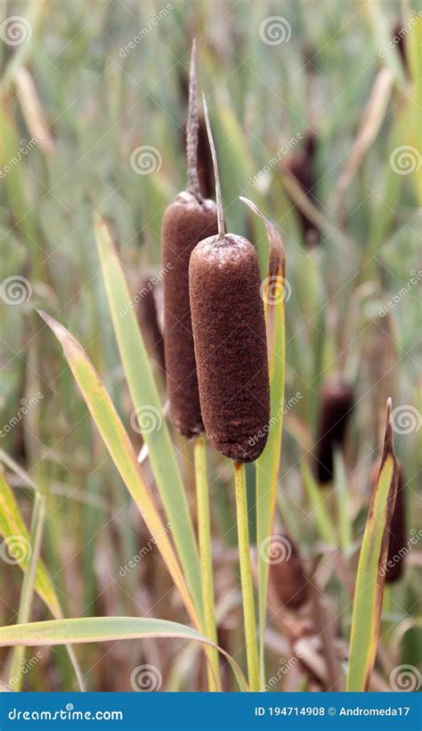 Reed Mace Plant Also Known As Cat Tail Bulrush Swamp Sausage Punks
