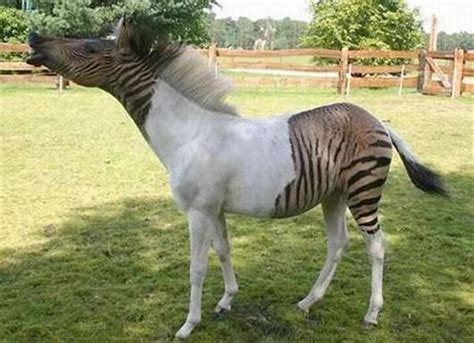 Crazy Animal Hybrids That Actually Exist