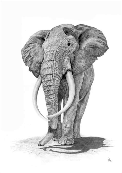 Easy Drawing Ideapencil Drawing Elephant Drawing Pencil Drawing