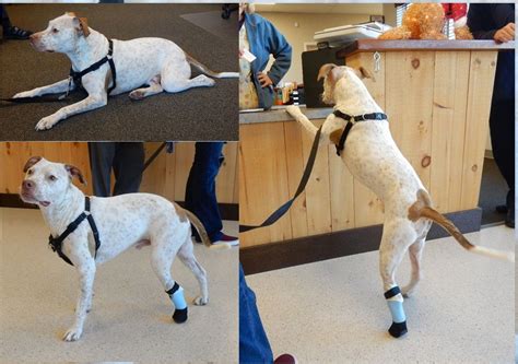 Prosthetic Legs And Paws For Dogs My Pets Brace Dogs Pets