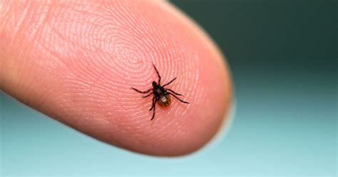 Theres A Tick That Can Make You Allergic To Red Meat