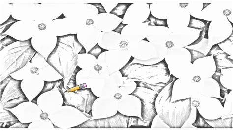 Dogwood blossom dogwood flower clipart. Auto Draw 2: Cornus Kousa (Chinese Dogwood) - YouTube