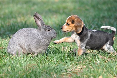 Rabbit With Dog