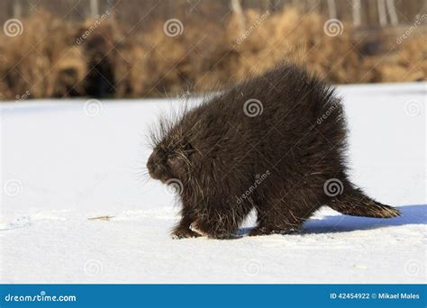 Old Male Porcupine Walking In Snow Stock Photo Image Of Herbivores