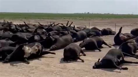 3000 cows dead in kansas as state authorities blame extreme heat unity news network