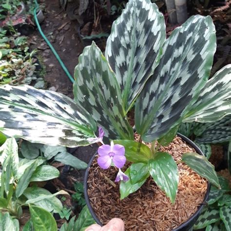 Jual Tanaman Calathea Bulu Merak - BibitBunga.com