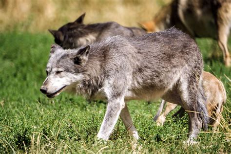 Wolves — песня американской певицы селены гомес и диджея marshmello. Remarkably Interesting Facts About Wolves You'd Love to Know - Animal Sake