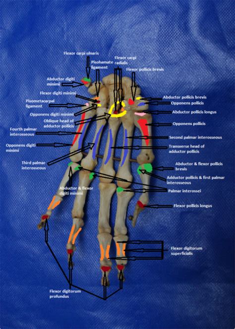 Hand Anatomy Of The Upper Limb