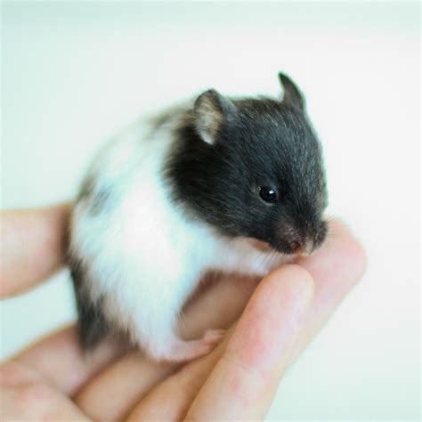 Kumpulan Pics Of Black And White Hamsters Download Kumpulan Wallpaper