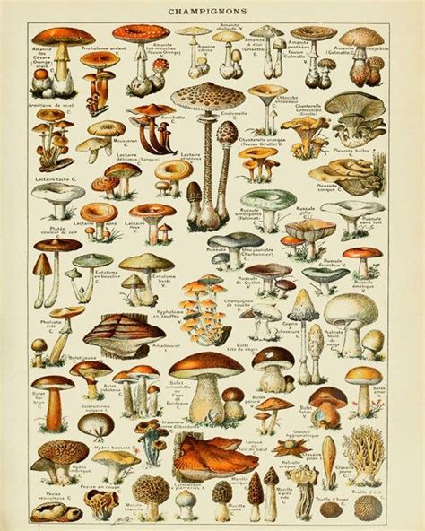 Vintage Mushroom Poster French Mushroom Print Botanical Etsy Nature