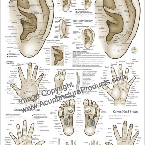 Auriculotherapy Ear Acupuncture 18 X 24 Etsy