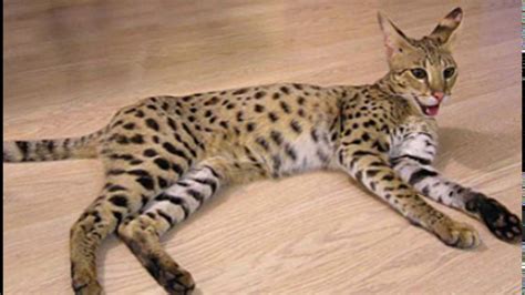Always listed among the most popular cat breeds, this is an affectionate and independent pet. World's largest domestic cat ! - YouTube