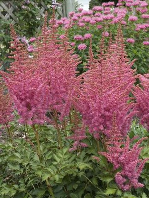 Astilbe Rise And Shine Perennial Plant Sale Shipped From Grower To