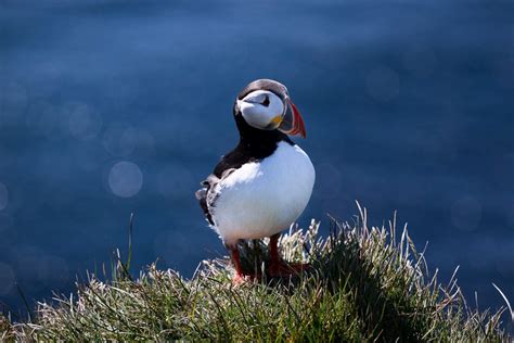 Icelands Largest Bird Cliff Látrabjarg Protected