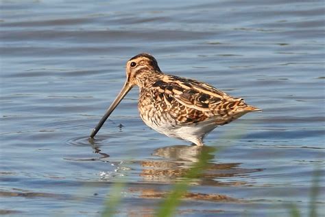 Common Snipe Birds Of Alabama · Inaturalist