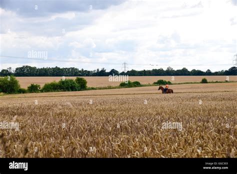 Harvesting Wheat By Horse Stock Photos And Harvesting Wheat By Horse