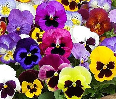 Pansies Where To Buy Edible Garden Plants Online Popsugar Home Photo 9