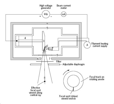 Based On X Rays Radiology Key