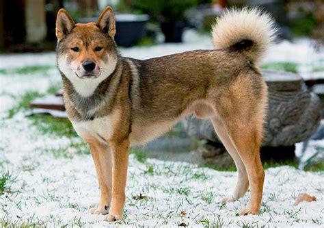 Shikoku Dog Breed Info Characteristics Traits Personality