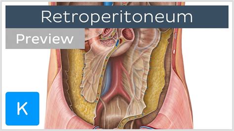 Retroperitoneal Organs Definition Structures Preview Human