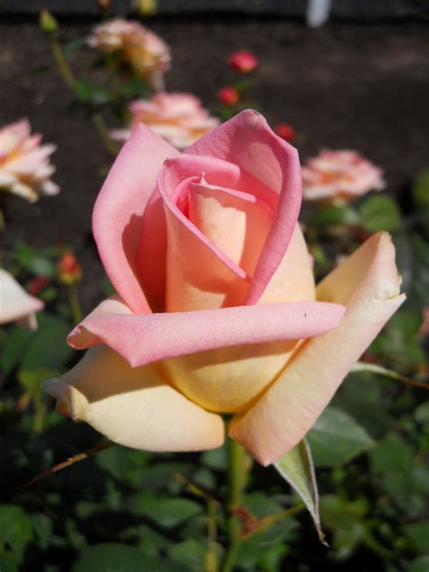 Beech Street Gardens Visit Heirloom Roses