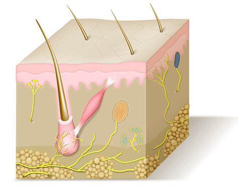 Epidermis Human Skin Anatomy Skin Transparent Background Png Clipart