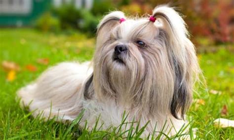 10 Cute Small Dog Breeds for Indoor Pets