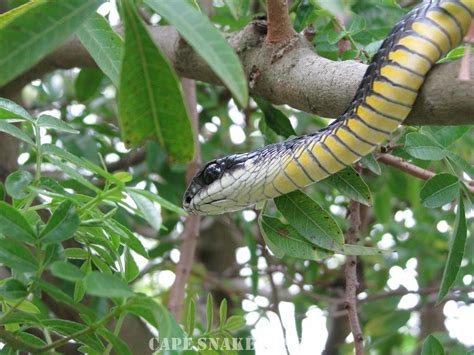 Uti got a big year in store. Teasing Times: Boomslang Snake (He will make you bleed ...