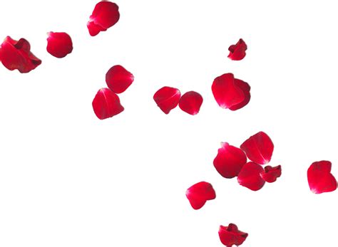 Rose Petals PNG Transparent Images | PNG All