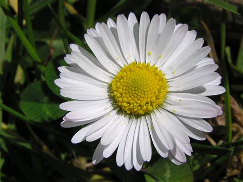 Beautiful And Vivid Daisy Images