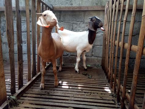 Tapi biasanya diskaun hujung tahun ni memang kebanyakan pengeluar kereta nak beli kereta ni bukanlah macam masuk supermarket beli barang dapur. Trik Menabung untuk Beli Kambing dalam Waktu 12 Bulan ...