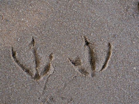 Bird Footprints Stock Photos Pictures And Royalty Free Images Istock