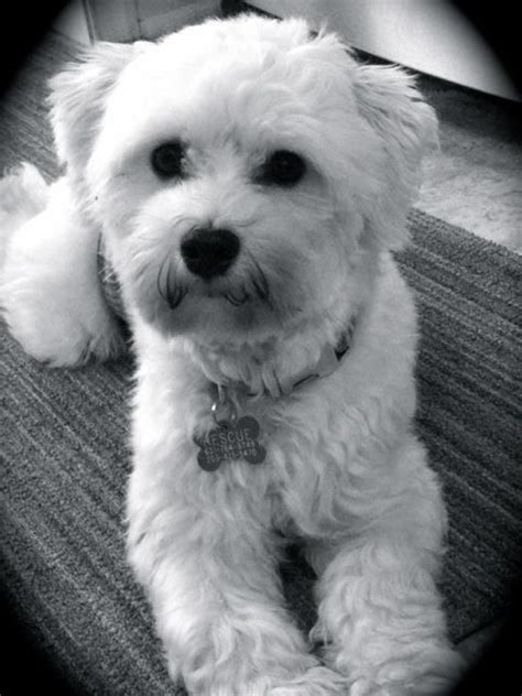 Crocs and jibbitz are a hilarious pair of brothers! 181 best Havanese Rescue Dogs images on Pinterest ...
