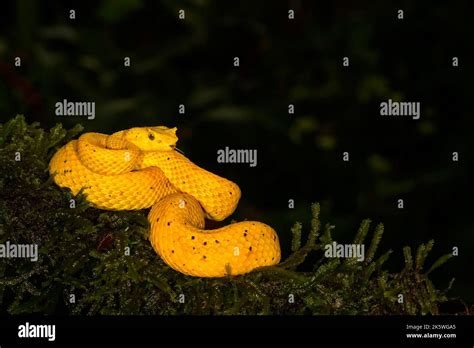Eyelash Pit Viper Bothriechis Schlegelii With Yellow Coloration