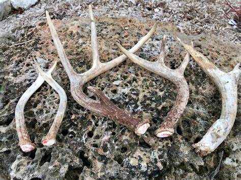Why White Tailed Bucks Shed Their Antlers Hunting Advice And Tips For