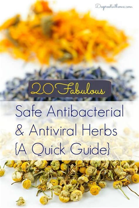 All cats, except for the lions, are lone hunters. 20 Safe Antibacterial and Antiviral Herbs {A Quick Guide ...