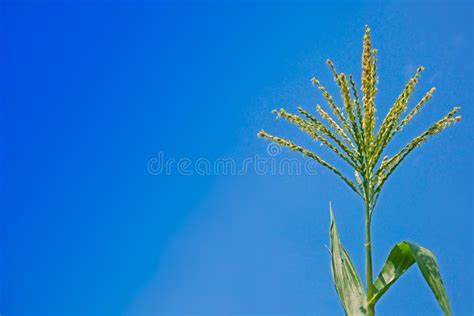 Corn Flower Against Blue Sky Raw Corn On Plant Flower Of Field Corn