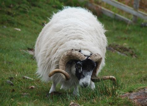 Scottish Blackface Sheep In Scotland Scottish Blackface Sh Flickr