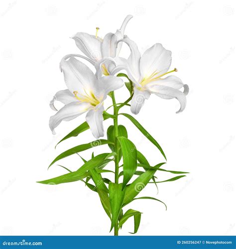 Lilies Flowers White Lilies Stock Image Image Of Floral White