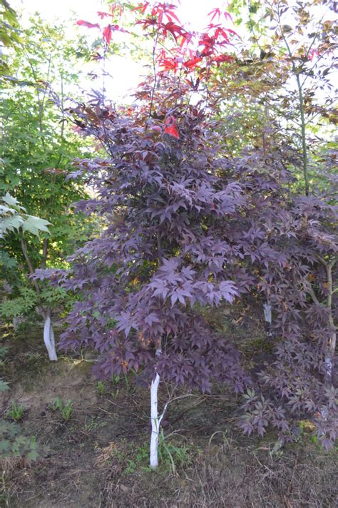 acer palmatum atropurpureum2 szkółka roślin ozdobnych barbara i ryszard grzesik