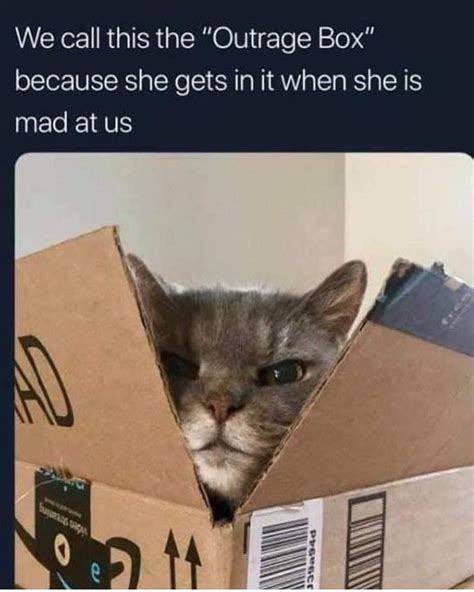 20 Funny Pictures Of Box Loving Cats Cute Animals Cat