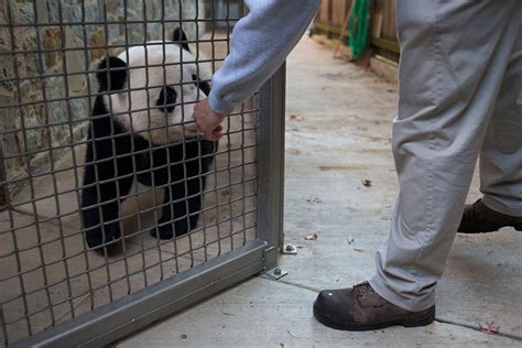 A Day In The Life Of A Baby Panda Washingtonian