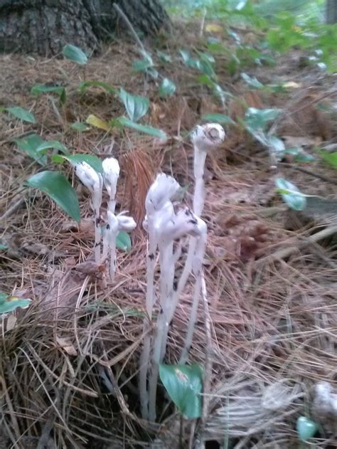 These Mushrooms In My Back Yard Look Like Flowers