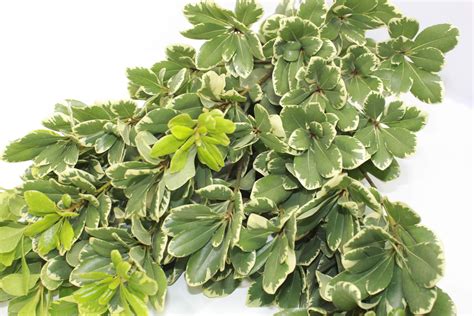 Pittosporum Variegated Fresh Floral Greenery FREE FedEx Shipping