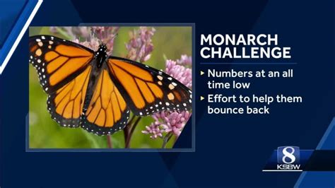 Help Monarch Butterflies Bounce Back