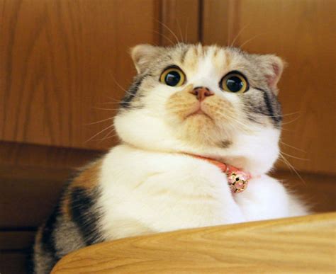 22 Surprised Animals Freaking Out About Whats Happening