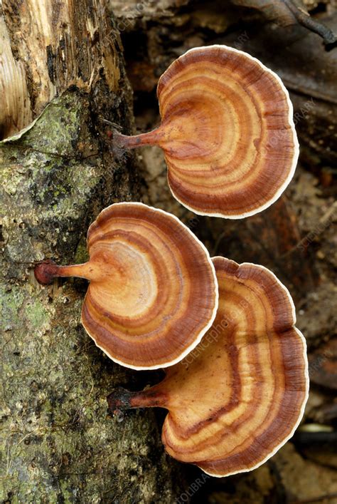 Bracket Fungi Stock Image B2501789 Science Photo Library