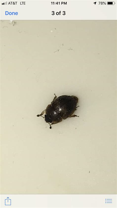What Is This Found It In My Bathroom Looks Like A Beetle R